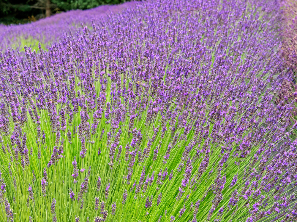 shutterstock 1622466028 FloraQueen EN The Lavender flower