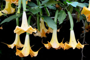 shutterstock 165357605 FloraQueen EN Trumpet flower