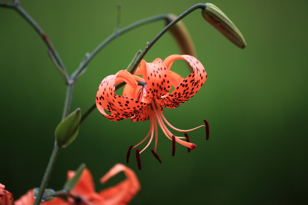 shutterstock 204916645 FloraQueen Tiger Lily Meaning: Interesting Facts about the Flower