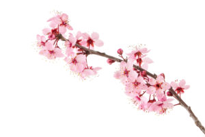 shutterstock 256027054 FloraQueen Sakura Flower - The Complete Guide