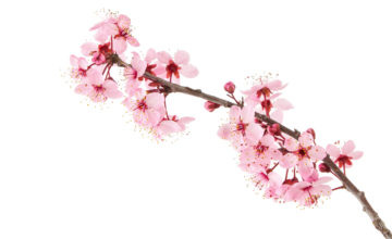 shutterstock 256027054 FloraQueen Sakura Flower - The Complete Guide