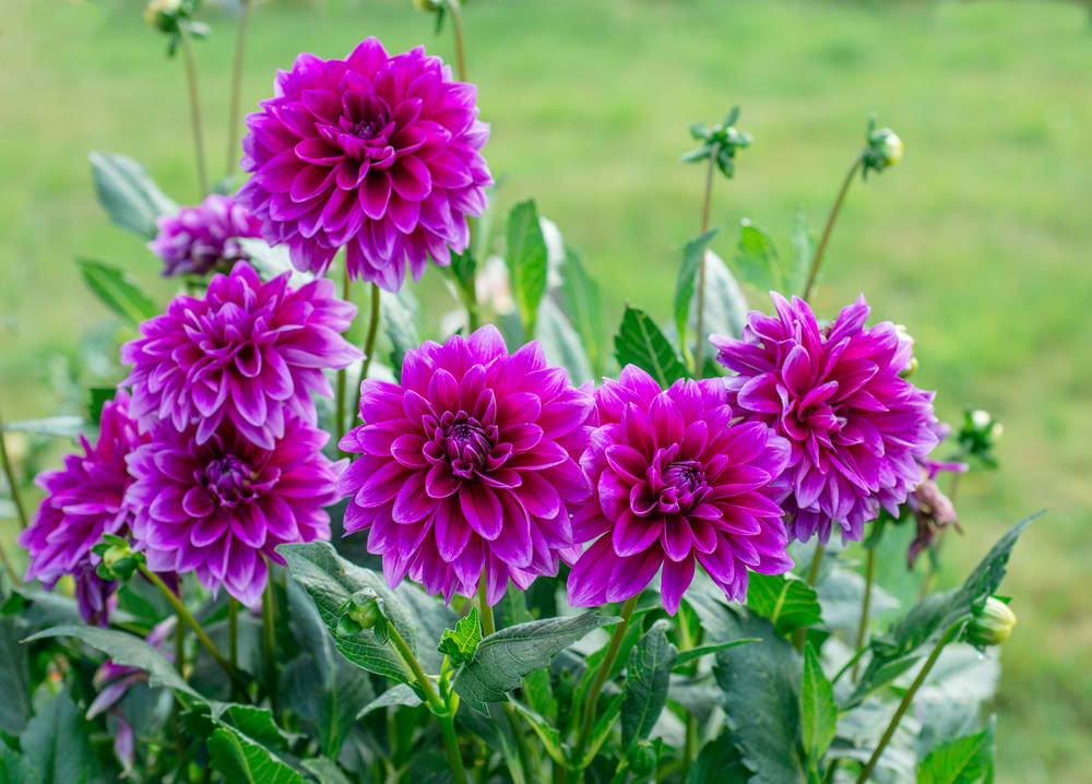 shutterstock 259611464 FloraQueen EN Planting and Caring for The Dahlia Flower
