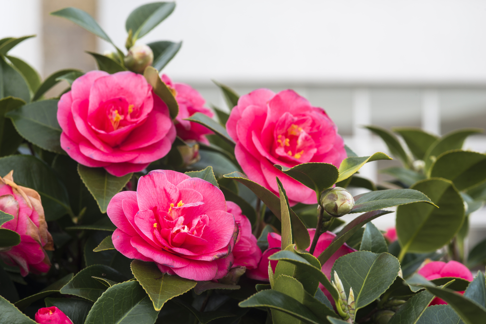 Camellias: Their History, Meaning, And Care » FloraQueen