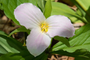 shutterstock 436567702 FloraQueen EN Tried and True Trillium Flower
