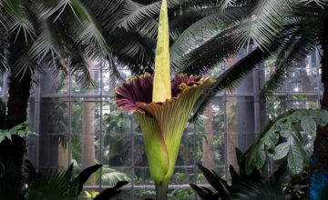 shutterstock 462662458 FloraQueen Get to Know the Corpse Flower