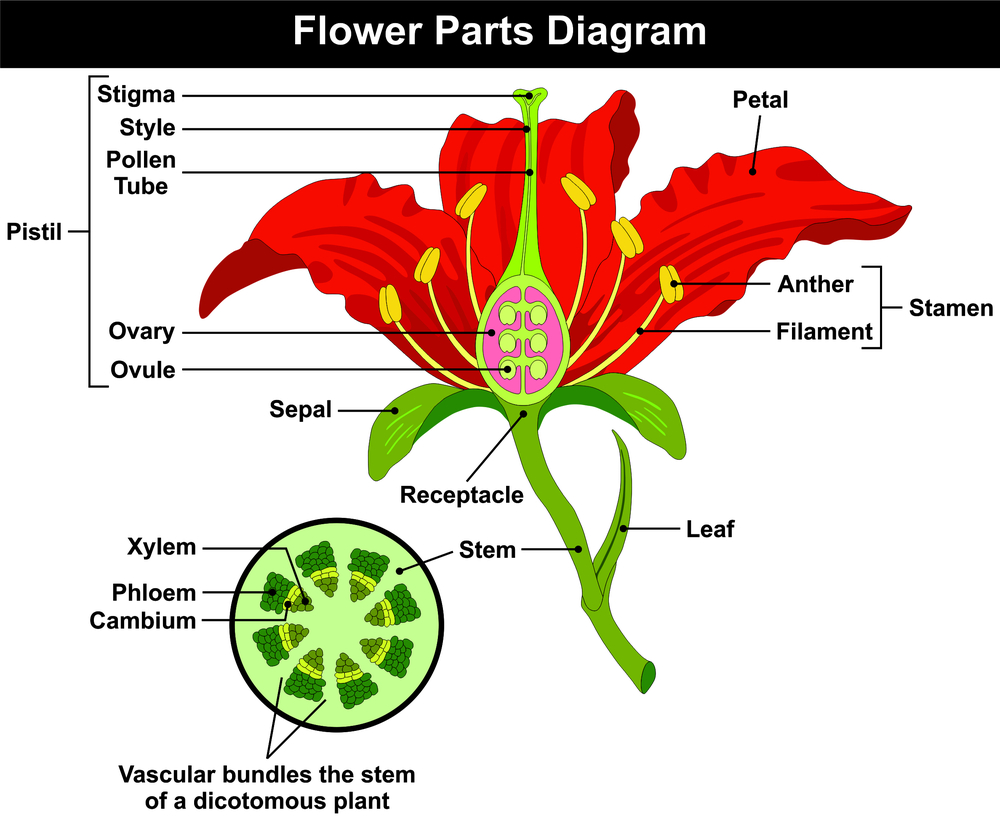 Anatomy of a Flower ⋆ FloraQueen