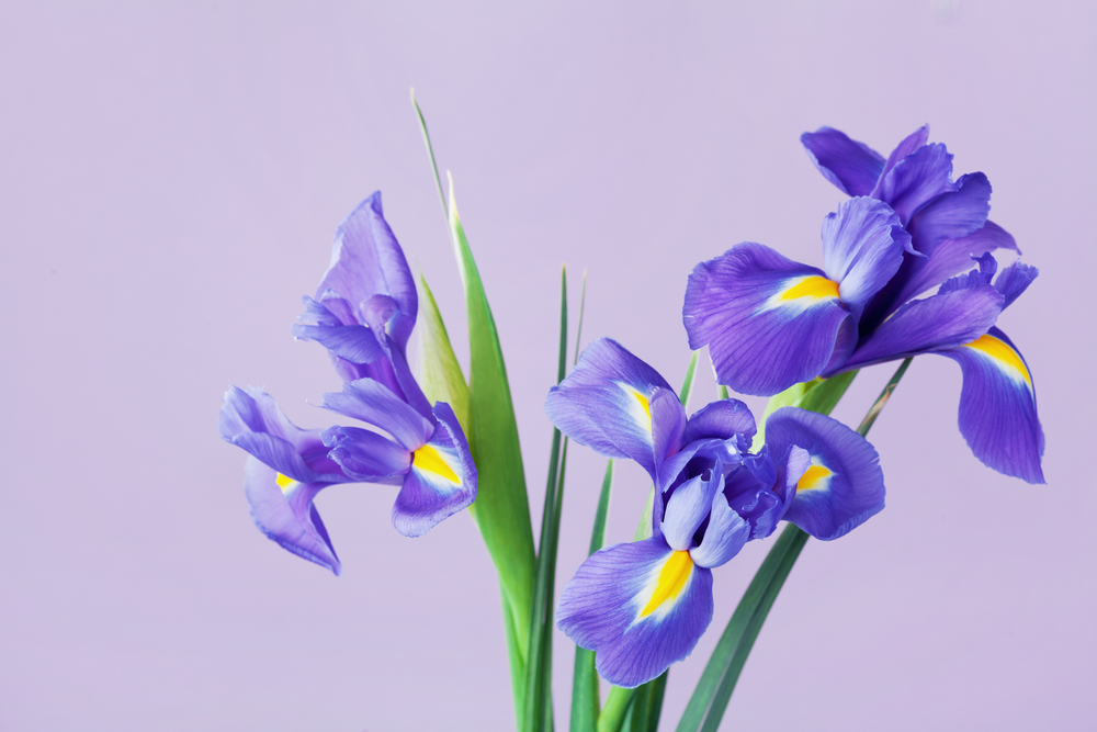 shutterstock 563513698 FloraQueen EN General Information about Irises