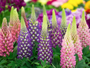 shutterstock 582376483 FloraQueen Lupines: The Perfect Choice for Your Garden
