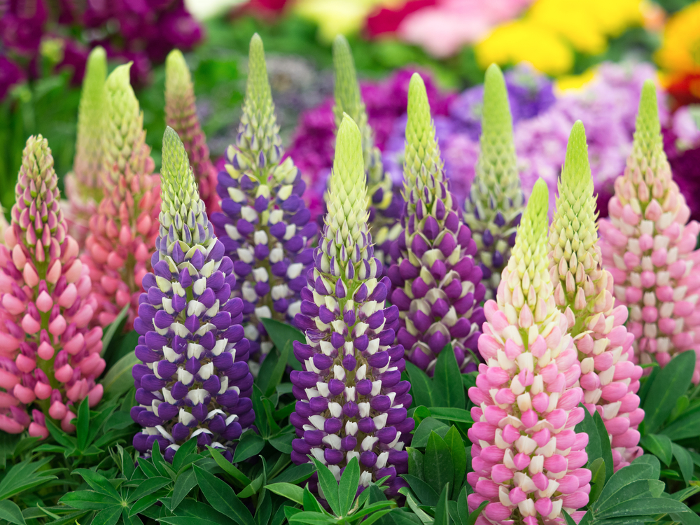shutterstock 582376483 FloraQueen EN Lupines: The Perfect Choice for Your Garden