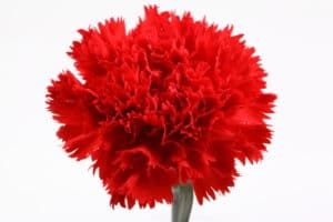 shutterstock 586804622 FloraQueen EN Carnation Flowers: Their History, Meaning, and Care