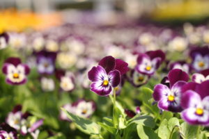 shutterstock 638840467 FloraQueen Viola Flowers