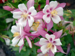 shutterstock 692433106 FloraQueen EN Planting, Growing, and Caring for Columbine Flowers