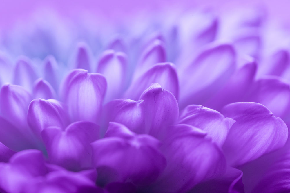 shutterstock 745344169 FloraQueen EN Express Your Feelings with Purple Flowers