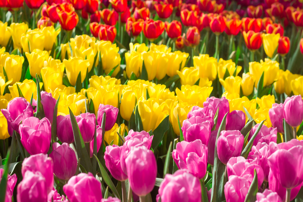 shutterstock 1019543338 FloraQueen Tulip Meaning - Choose The Best Colorful Tulips To Share Your Happiness With Your Loved Ones