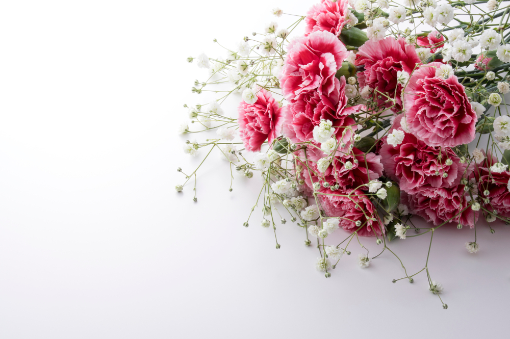 shutterstock 1024363117 FloraQueen EN How to Express Love Using Carnations Instead of Words