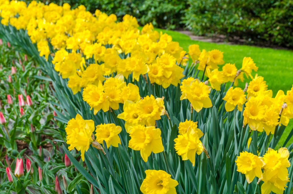 shutterstock 1041595480 FloraQueen EN The Daffodil Flower: A Beautifully Fragrant Spring Flower for Your Garden