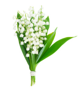 shutterstock 1060488320 FloraQueen EN Le bouquet de muguet, la fleur qui réunit la beauté et le bonheur: