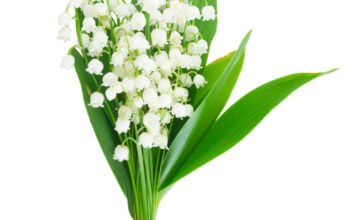 shutterstock 1060488320 FloraQueen Le bouquet de muguet, la fleur qui réunit la beauté et le bonheur: