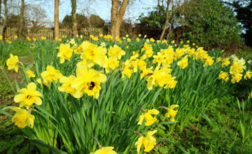 shutterstock 1063611455 FloraQueen Glorious Daffodil: The Beautiful March Flower