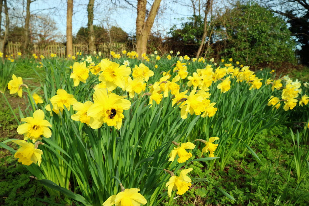 shutterstock 1063611455 FloraQueen EN Glorious Daffodil: The Beautiful March Flower