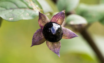shutterstock 1089758807 FloraQueen Nightshade Flower: A Deadly Plant to Add to Your Home’s Garden