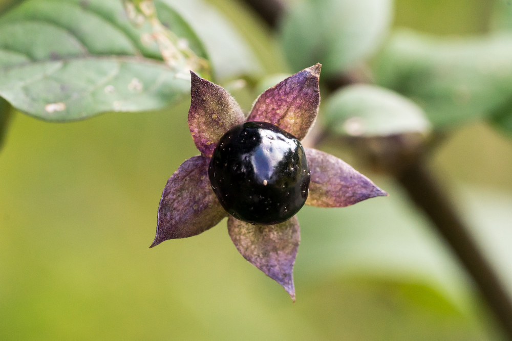 shutterstock 1089758807 FloraQueen EN Nightshade Flower: A Deadly Plant to Add to Your Home’s Garden