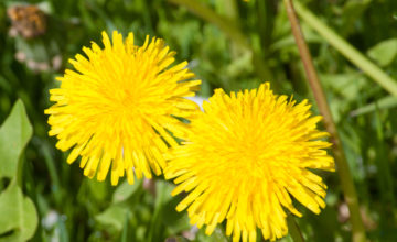 shutterstock 1090772177 FloraQueen Choose the Most Beautiful Golden Flower to Brighten up Your Garden