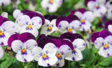 shutterstock 1177750771 FloraQueen Violet Flower Meaning: The Multipurpose Ancient Flower