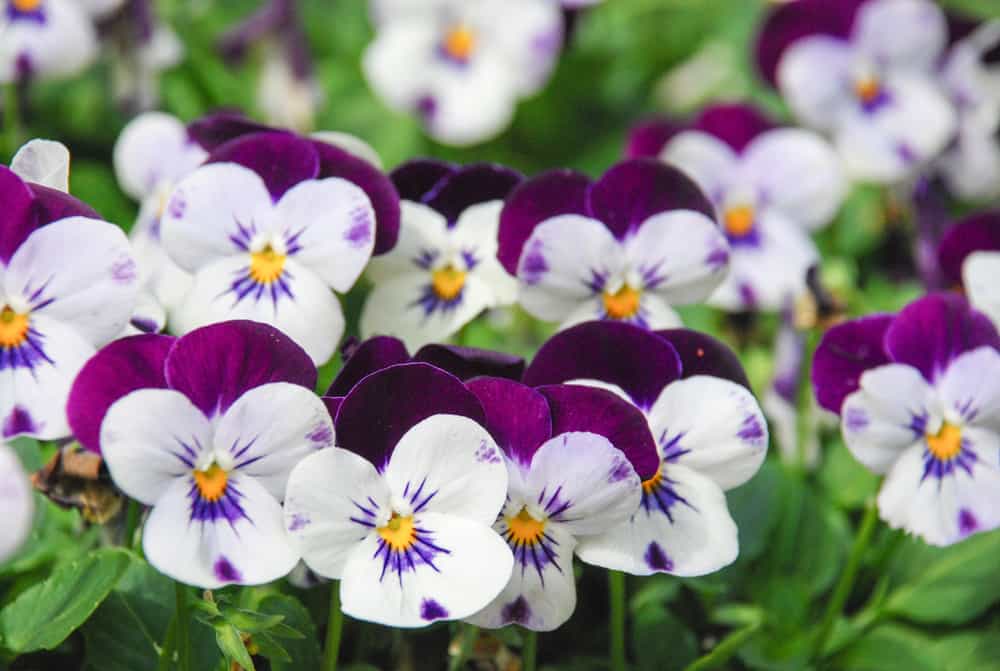 shutterstock 1177750771 FloraQueen EN Violet Flower Meaning: The Multipurpose Ancient Flower