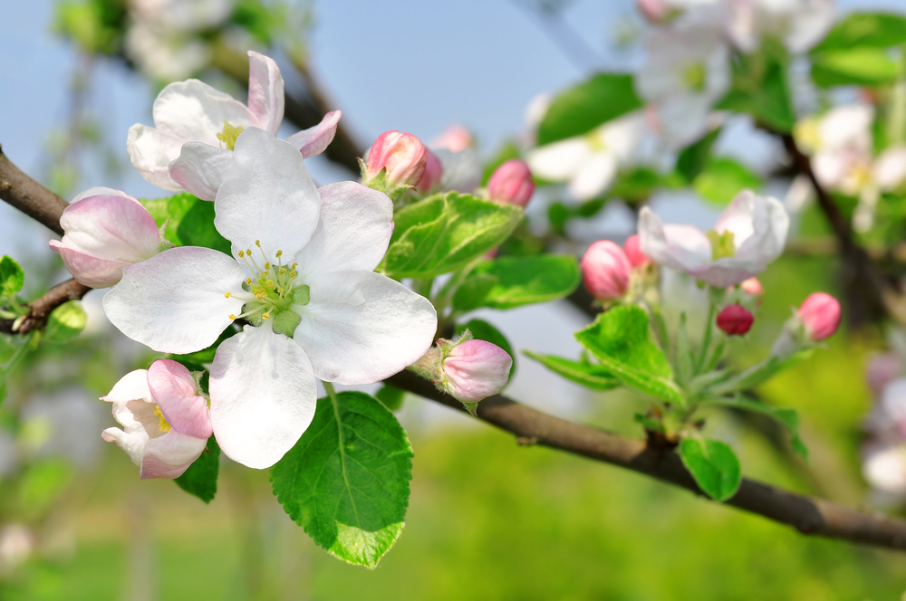 shutterstock 132162773 FloraQueen EN Apple Blossom: Michigan State Flower - Fragranced Beauty