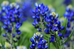 shutterstock 135854930 FloraQueen EN Bluebonnet Flower: A Gorgeous Bloom to Add to Your Home's Garden