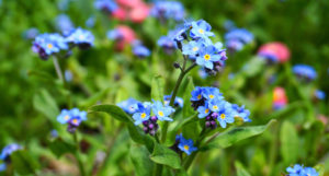 shutterstock 1381056263 FloraQueen EN The Best Little Flower Options for Gardening