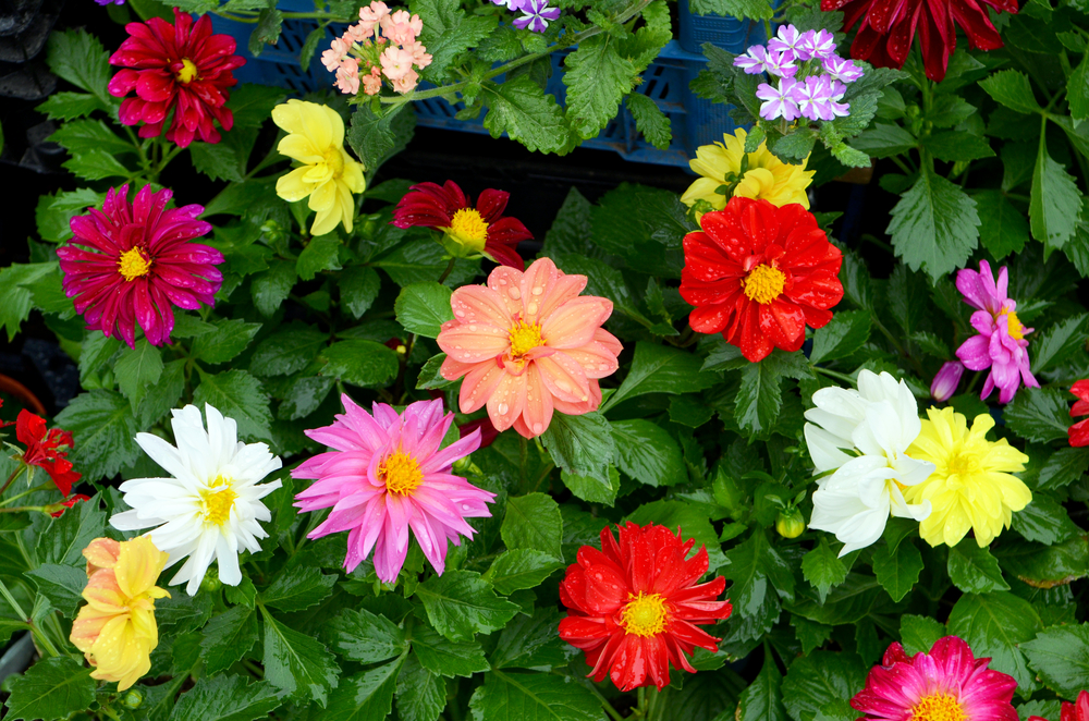 shutterstock 138457202 FloraQueen EN Types of Flowers by Life Expectancy