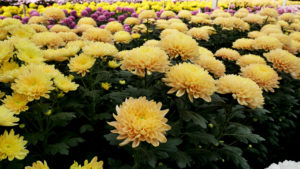 shutterstock 1407085856 FloraQueen EN Chrysanthemum: Welcome the Holiday Season with this Beautiful November Flower