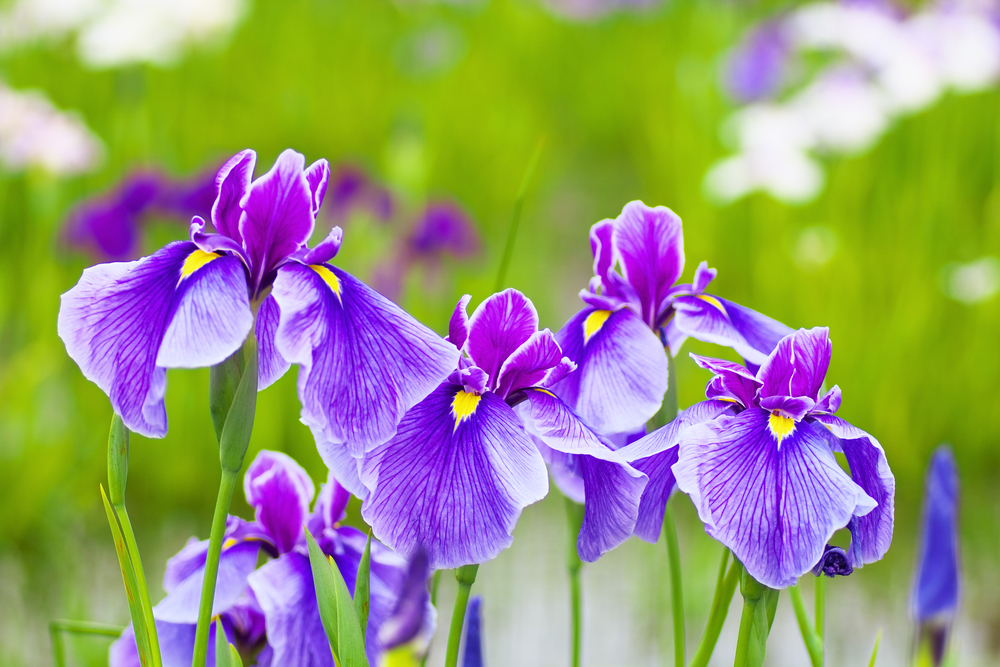 shutterstock 146890418 FloraQueen EN The Iris - Tennessee's Cherished Beauty