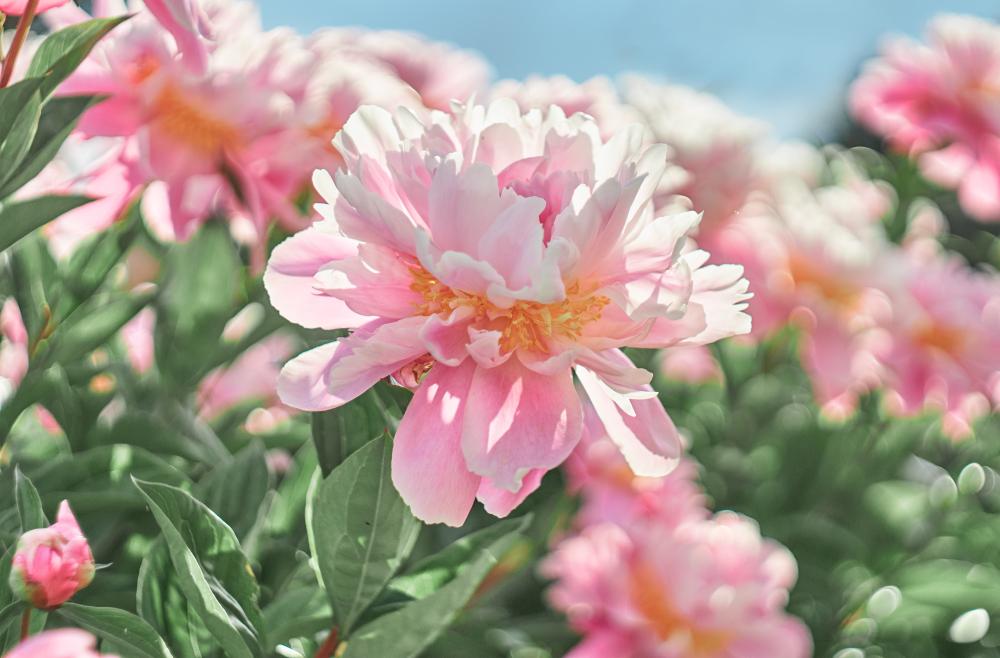 shutterstock 1477826219 FloraQueen Peonies Flower is Also Known as the Queen of the Gardens