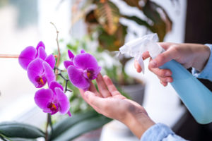 shutterstock 1506533462 FloraQueen Basic Tips for How to Care for Orchids