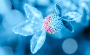 shutterstock 1513334690 FloraQueen Beautiful Light Blue Flowers to Consider for Your Garden