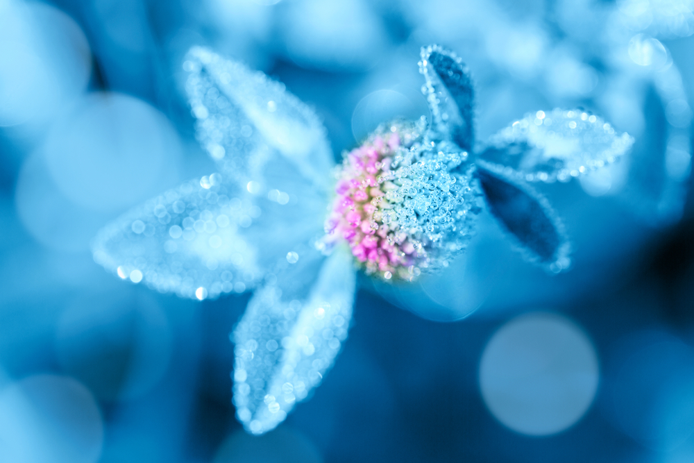 shutterstock 1513334690 FloraQueen EN Beautiful Light Blue Flowers to Consider for Your Garden