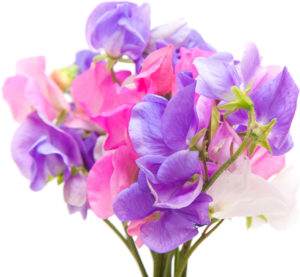 shutterstock 152676326 FloraQueen April Birth Flowers: Presenting the Daisy and Sweet Pea