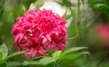 shutterstock 1535058464 FloraQueen The Rhododendron: the Washington State Flower