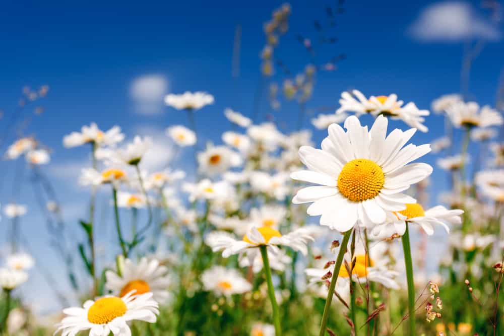 shutterstock 153582737 FloraQueen EN Learning of the Different Types of Daisies