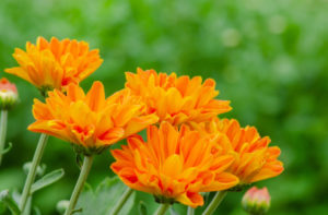 shutterstock 1540430585 FloraQueen EN If You Want to Express Feelings of Joy, Warmth, and Beauty, Choose Orange Flowers