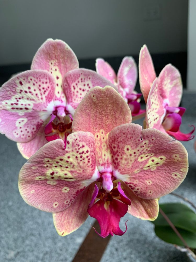 shutterstock 1559949512 FloraQueen EN How to Rebloom Orchids: A Brief Guide