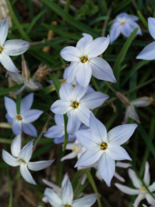 shutterstock 1589502442 FloraQueen EN The Starflower Brightens your Garden in Winter and Brings Joy to Your Interior