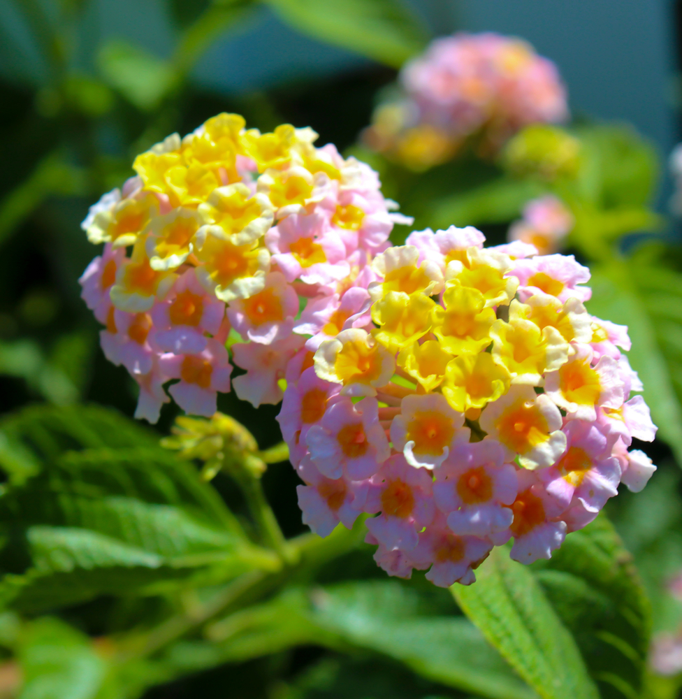 shutterstock 1601105842 FloraQueen EN If you Want a Rainbow of Colors, Choose the Lantana Flower for Your Garden