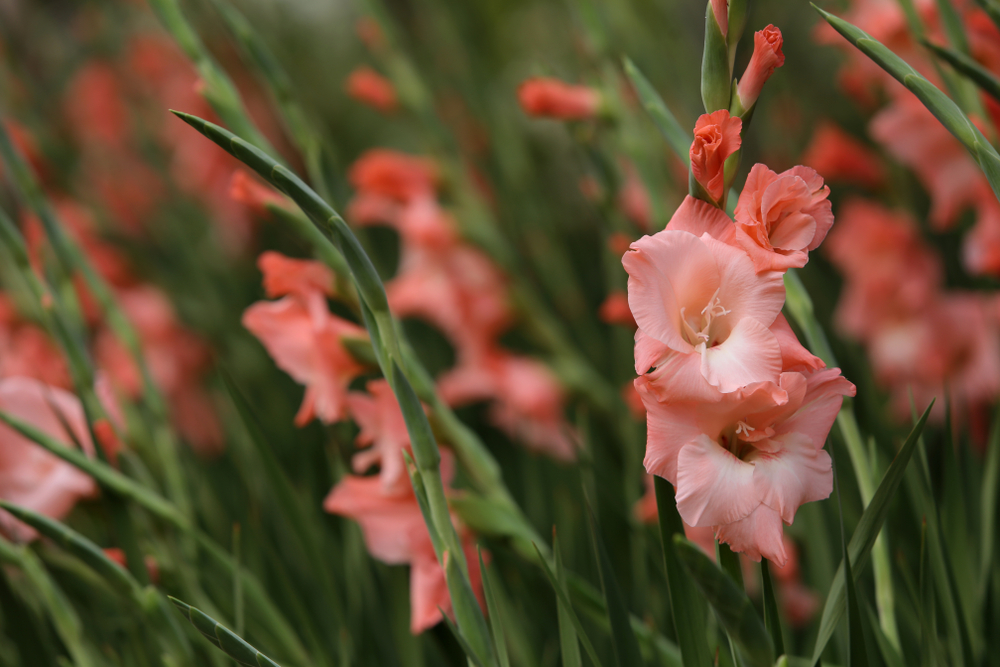 shutterstock 1602974989 FloraQueen EN Gladiolus and Poppy: The Flowers of August
