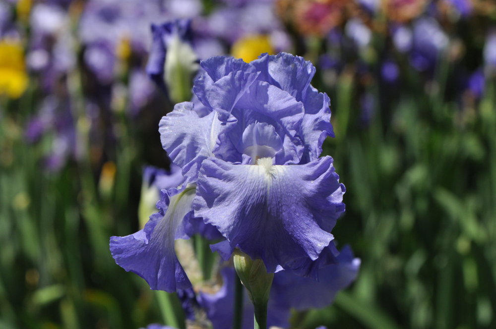 shutterstock 1611756853 FloraQueen EN The Iris - Tennessee's Cherished Beauty