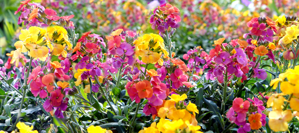 shutterstock 1620881011 FloraQueen EN The Wallflower Should Make a Comeback in Gardens