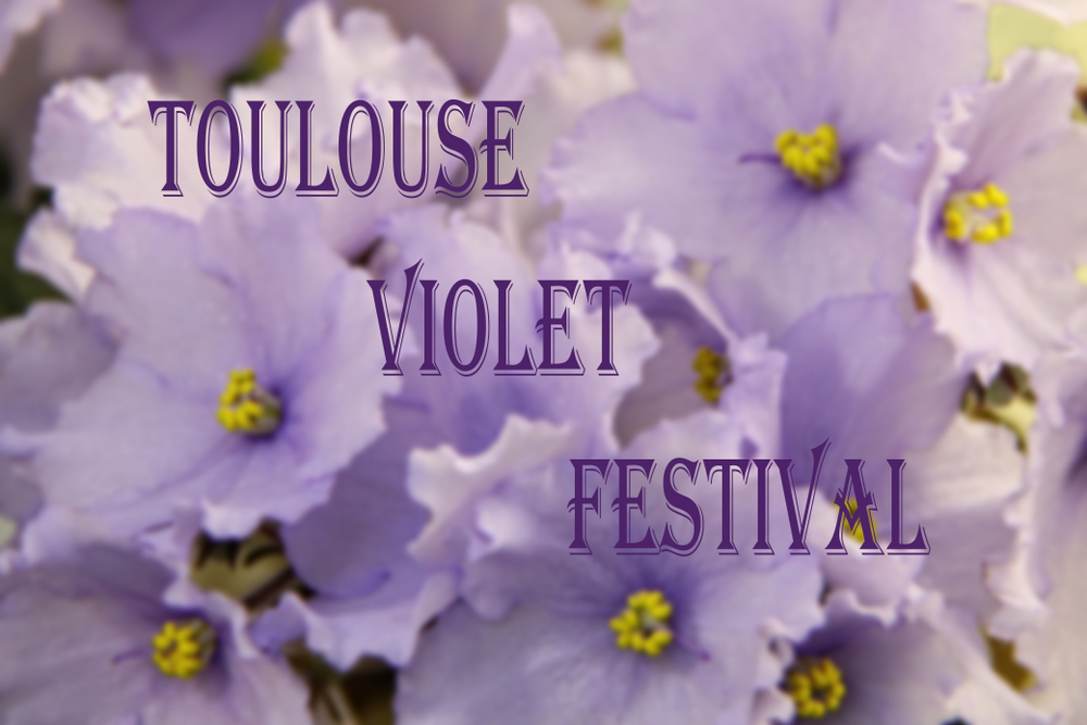 shutterstock 1625678944 FloraQueen EN The Flowers of February: Violets